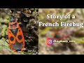 Facts about Firebugs Insect Life Maghani s View