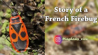 Facts about Firebugs Insect Life Maghani s View