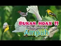 Download Lagu Suara Pikat Sogon Kombinasi Prenjak Starter Dan Sirtu Ngekreek