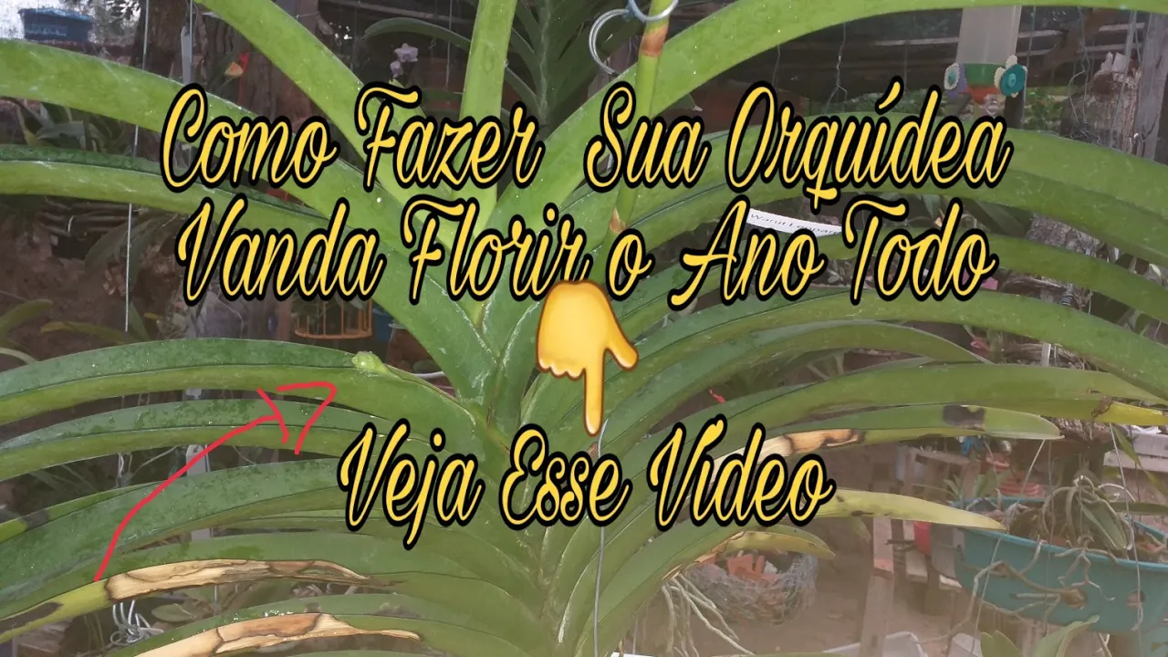 COMO FAZER SUA ORQUÍDEA VANDA FLORIR O ANO TODO