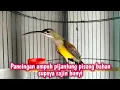Download Lagu SUARA PANGGILAN PIJANTUNG PISANG AMPUH UNTUK PANCINGAN PIJANTUNG BAHAN❗