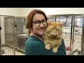 Lagu Een enorme oranje kat belandde in het asiel en begon ineens met mensen te praten!