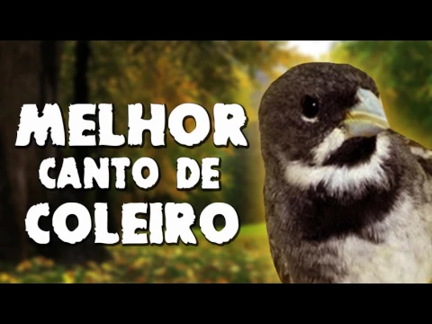 Download MP3 MELHOR CANTO DE COLEIRO TUI TUI DE TODOS OS TEMPOS   TIRADO DE MARATAIZES