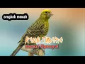 Download Lagu Masteran kenari Spanish timbardo gacor