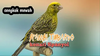 masteran kenari spanish timbardo gacor