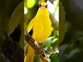 Lagu beautiful bird, black-naped oriole sounds #shorts