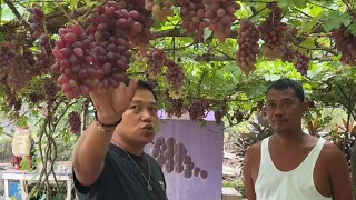 Grapes Farming Secrets: Expert Guide sa Tamang Pag-aalaga ng Bunga