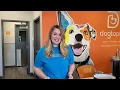 Dogtopia of Olathe Virtual Tour