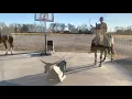 Bryce roping shorty dummy with Minx