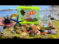 Download Lagu Mencari ikan hias warna warni, ikan nemo, ikan buntal, taripang, ikan hiu, lobster kelomang kepiting