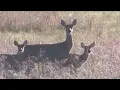 Iowa split into deer hunting zones What to know