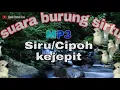 Download Lagu suara pikat burung sirtu/cipoh kejepit..100% terbukti ampuh... semua sirtu ngamuk 😱😱