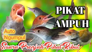 Download Suara Prenjak Ribut Ampuh Buat Mikat Prenjak Merah Liar \u0026 prenjak Lumut Liar MP3