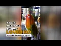 Download Lagu PANCINGAN LOVEBIRD!!! Ngekek Panjang 1 menit