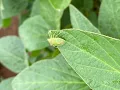 Scouting for Redbanded stink bugs in soybeans