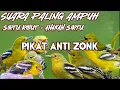 Download Lagu Suara Pikat Sirtu/Cipoh Paling Ampuh + Suara Ribut Anakan Burung Sirtu