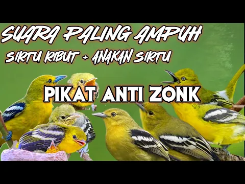 Download MP3 Suara Pikat Sirtu/Cipoh Paling Ampuh + Suara Ribut Anakan Burung Sirtu