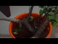Starting a Bougainvillea bonsai is simple Propagate THICK Bougainvillea cuttings Bonsai Tutorial