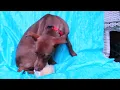 of adoptable pet named Missoula