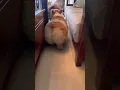 Download Lagu Cat Shakes Her Booty 🤩 | Cat Video | Cutest Pet | #shorts #viralshorts #viral | Paws and Fur |
