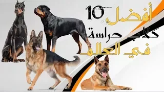 أفضل و أقوى    كلاب حراسة في العالم                             دندنها