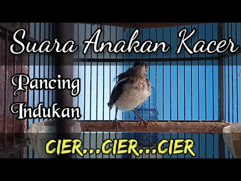 Download MP3 Suara Anakan Kacer || Buat Pancingan || cier...cier...