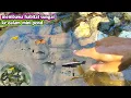 Download Lagu MEMBAWA HABITAT SUNGAI KE MINI POND