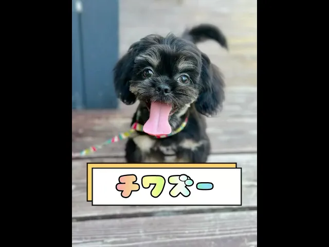 動画
