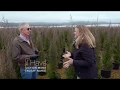 Grafting Taylor Junipers at Greenleaf Nursery