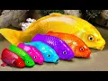 Download Lagu New 💕 FUN VIDEOS OF FISH💕Stop Motion ASMR   Colorful Koi Fish Carp  \u0026 Carp, Koi Fish, Catfish, Crab,