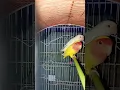 Download Lagu How to give harness your love birds #talkingparot #parrot #pets #minivlog #lovebirds #parrotfood