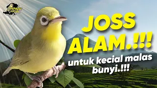 Download Terapi Kecial Kuning ( JOSS ALAM )‼️Untuk Kecial Kuning Malas Bunyi Jadi GACOR‼️| PEPADU KECIAL MP3