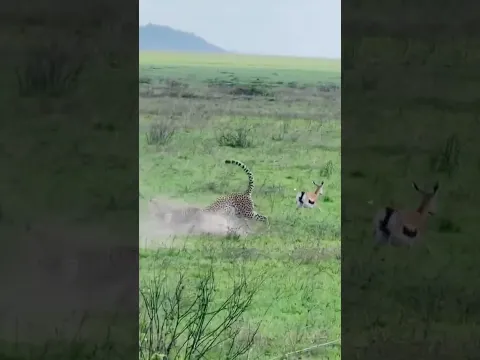Born to Be Hunted When Herbivores Meet Their Natural Predators 天生克制？食草动物遇上食肉猎手 很难逃出生天 #animals 【跟着图尔