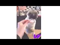 Wee Meme TikTok Compilation Animals Version Try Not To Laugh
