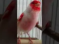 Download Lagu MOSAIC CANARY SINGING #canarybirds #birds #petanimals #animals #goldfinchsinging #birdsounds #nature