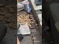 Raccoon Goes Snack Hunting At Baseball Game