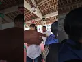 Download Lagu Viral !! Jawara kelas utama sogon dari jepara !! tembus 60 peserta !!