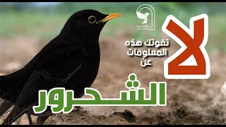 طائر الشحرور   أسرار وحقائق مذهلة عن طائر الشحرور المغرد الشرس دندنها