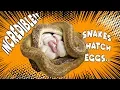 INCREDIBLE SNAKES HATCH EGGS - CrittaCam