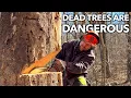 No Nonsense Guide to Felling Dead Trees