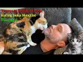 Download Lagu Kucing Suka Mejilat Kamu? Inilah 4 Alasan Kenapa Kucing Suka Menjilati da...