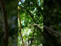 Download Lagu mikat burung sogon di alam liar #mikat #birds #pikatsogokontong #birdsounds #burung #sogongacorngobr