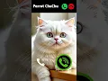 Download Lagu cat calling 😎 #ringtone #smartphone #music #ringtones #song #cat #ringintone #funny
