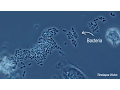 Immune Cells Eating Bacteria Phagocytosis