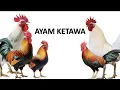 Download Lagu Kumpulan Video Ayam Ketawa Berkokok Terbaru – Suara Unik \u0026 Menghibur!