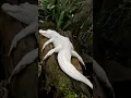 Download Lagu Temui Buaya Putih, reptil hantu sungai! #buayaputih