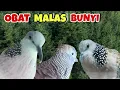 Download Lagu Perkutut Lokal Gacor Vs Tekukur Jawa Suara Masteran