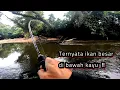 Download Lagu Ikan besar arus deras dibawah kayu di pedalaman Kalimantan Tengah ‼️