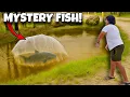 Download Lagu Mystery Fish Broke My Net… So We Set a Trap!