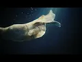 Siip - πανσπερμία (Official Music Video)